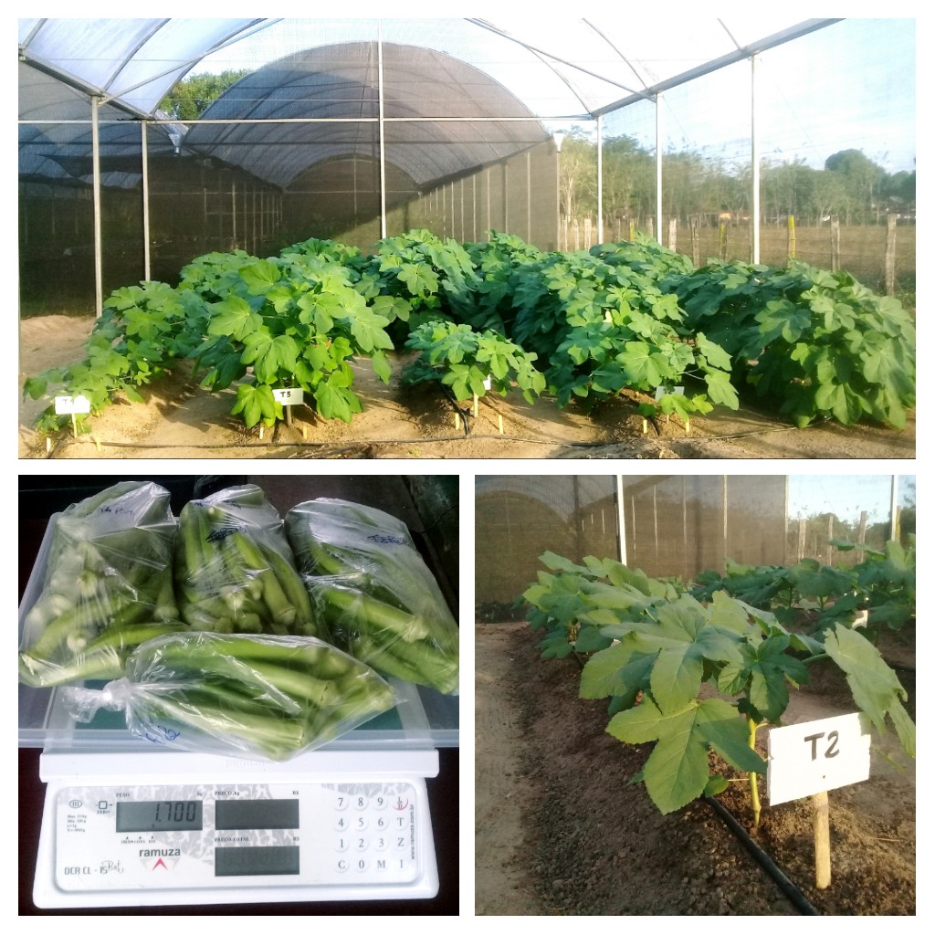 Avaliação de compatibilidade em portaenxertos de Malvaceae em quiabeiro