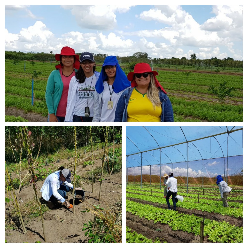 Levantamento de nematoides formadores de galhas em áreas produtoras de hortaliças